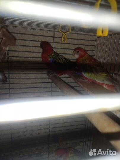 Попугай розелла