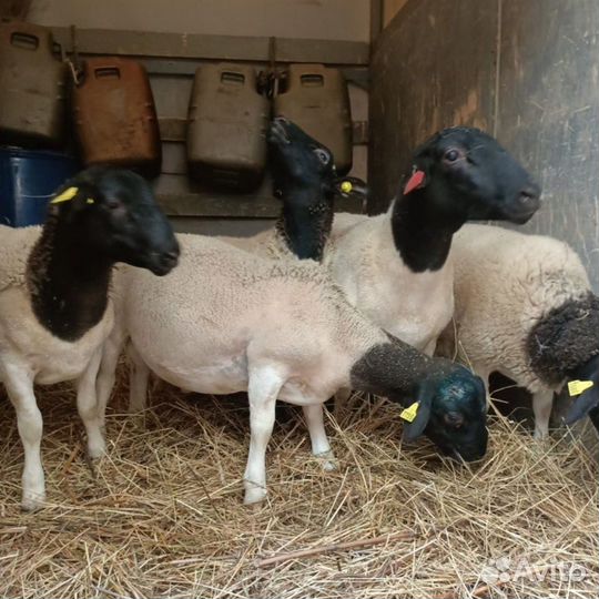 Бараны Дорпер для разведения