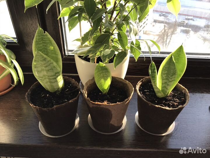 Ростки сансиверия