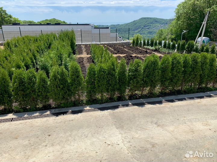 Туи смарагд