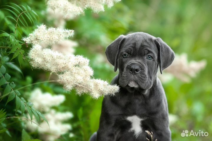 Щенки кане Корсо