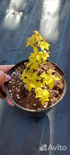 Саженцы спиреи японской Голден Принцесс