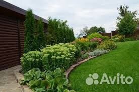 Хвойные растения (осенняя посадка)