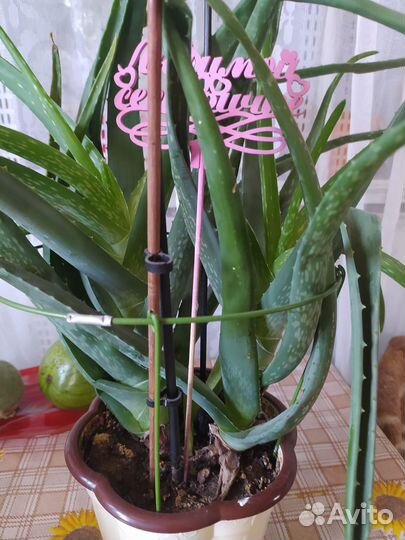 Дендробиум фаленопсис,каллы,алоэ