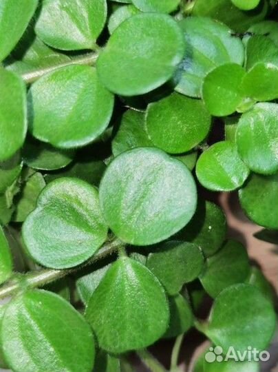 Пеперомия ампельная