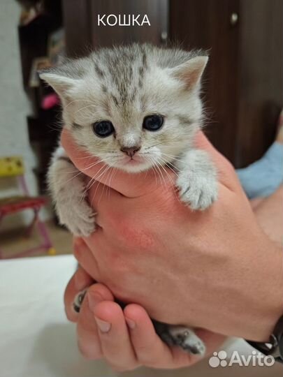 Шотландские котята вислоухие и прямоухие