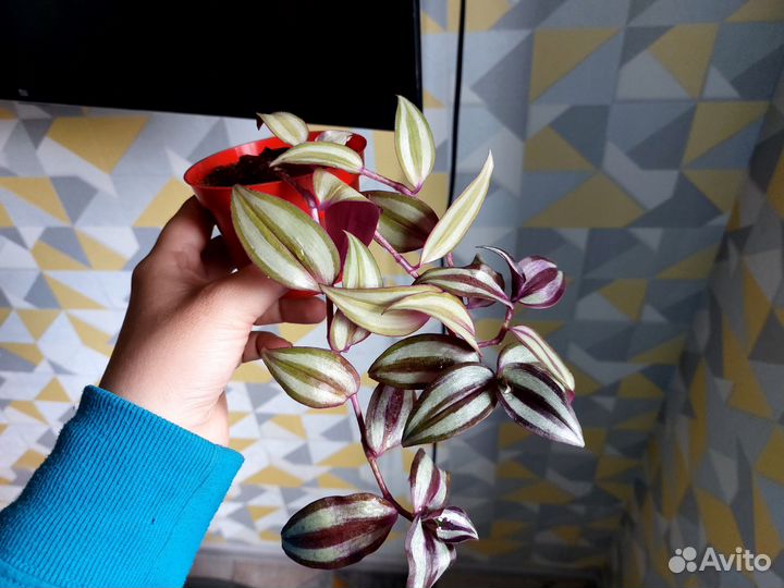 Комнатные цветы