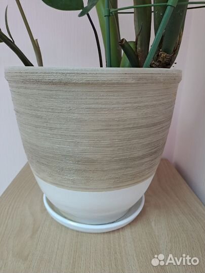 Замиокулькас