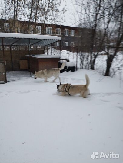 Собака в добрые руки отдам бесплатно