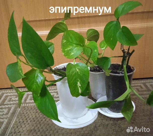 Эпипремнум, хлорофитум, декабрист, традесканция