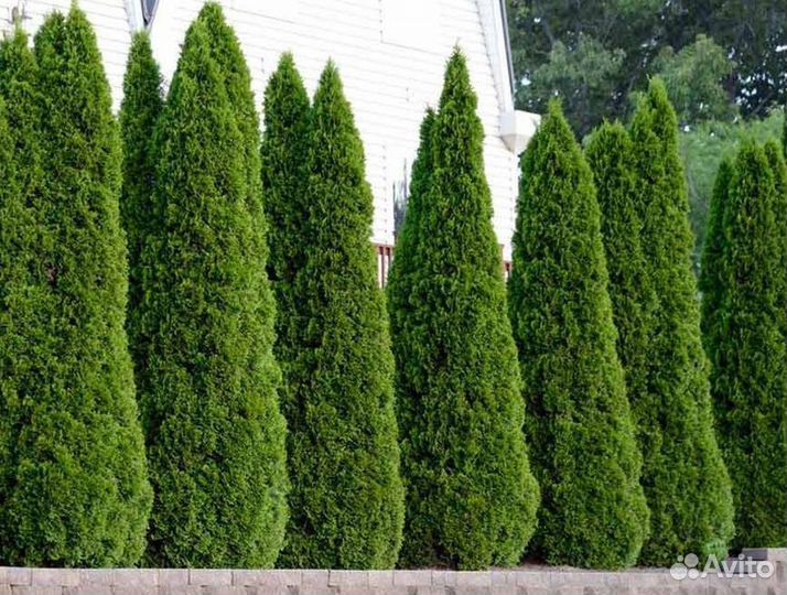 Туя 220 см