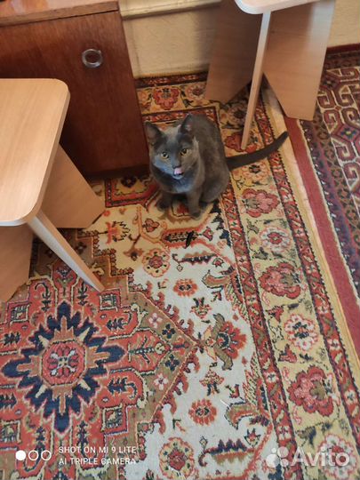 Кот марсиик