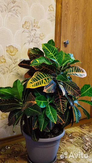 Кротон Петра