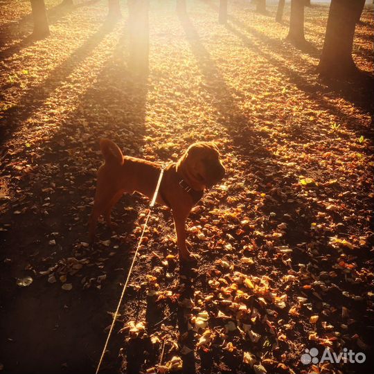 Вязка шарпея