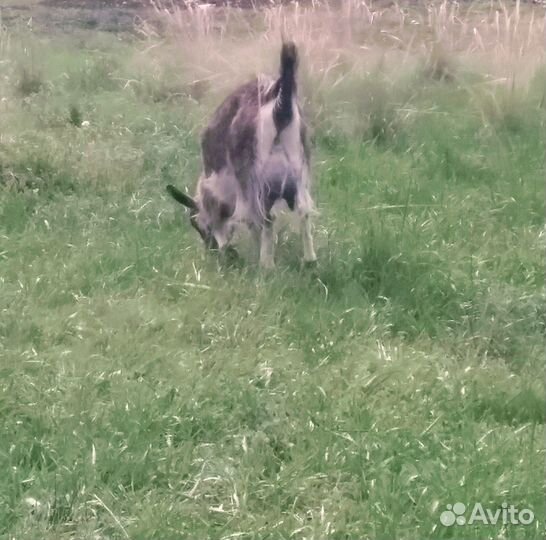 Продам дойных коз