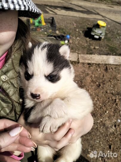 Щенки сибирской хаски