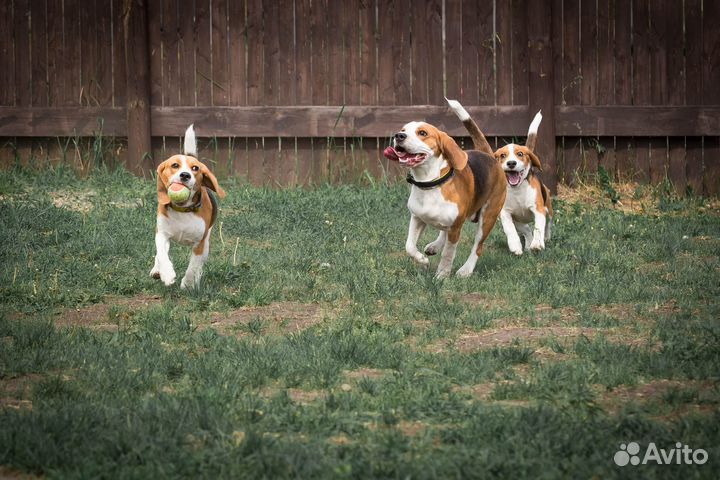 Гостиница для собак