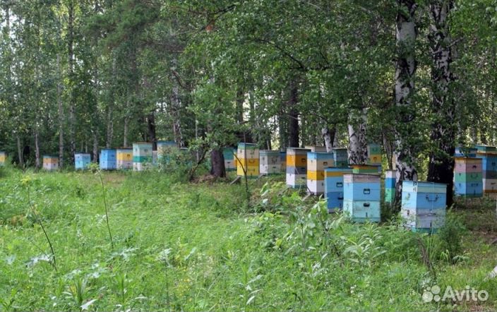 2023 года Мед из Алтая опт