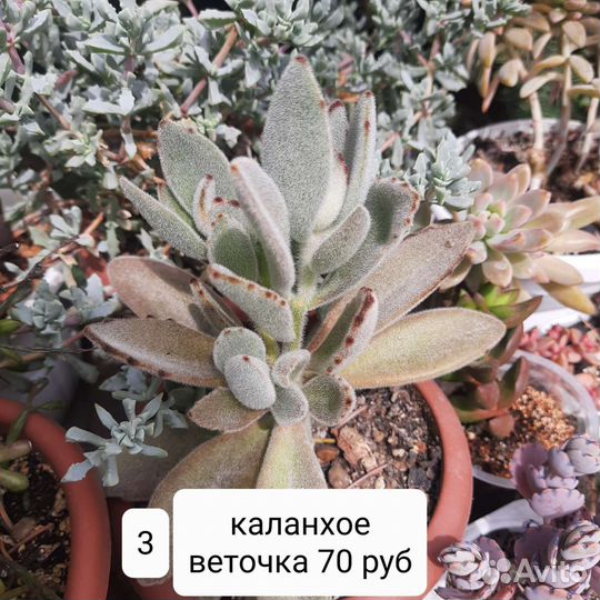 Суккуленты граптоседум бронз