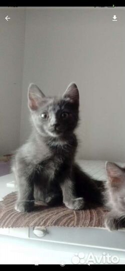 Кошки бесплатно