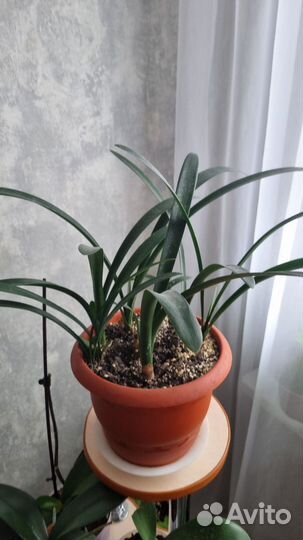 Комнатные цветы