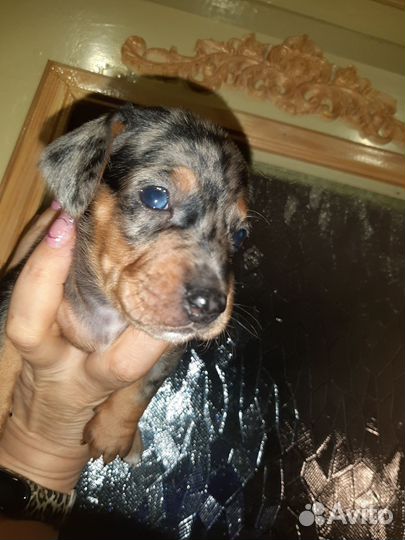 Такса щенки