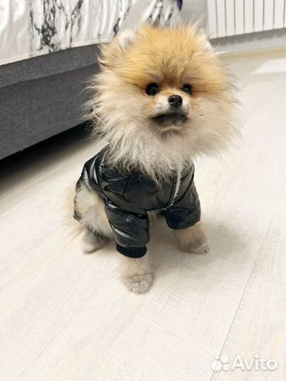 Померанский шпиц