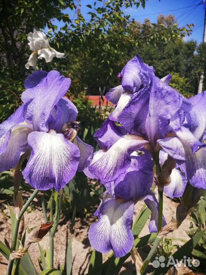 Ирисы сотовые более 30 видов