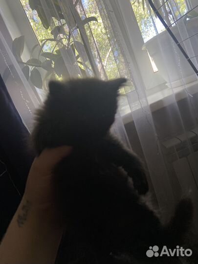 Котята от вислоухой