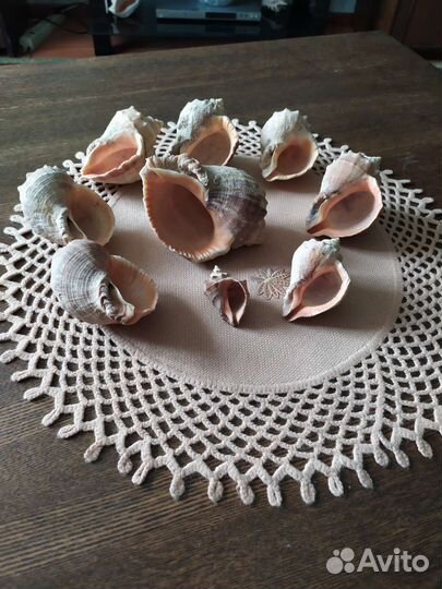 Морские ракушки