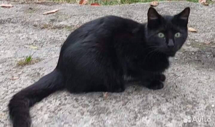 Котёнок черный 4 месяца