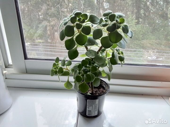 Аихризон дерево любви