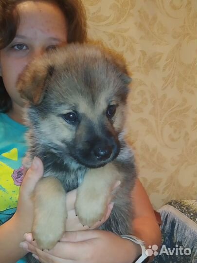 Щенки в добрые руки