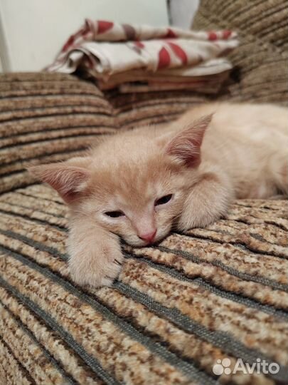 Отдам котентка