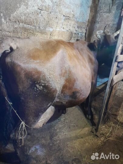 Корова на мясо, или на молоко