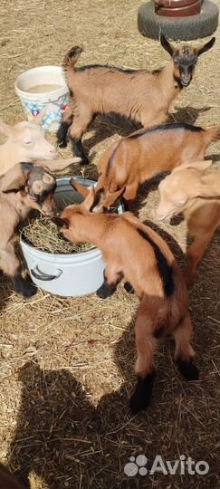 Козлята чешской породы