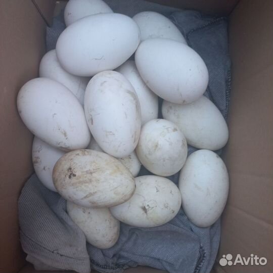 Гусинные яйца 30 штук