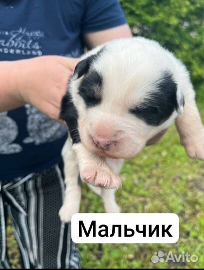 Щенки лайки