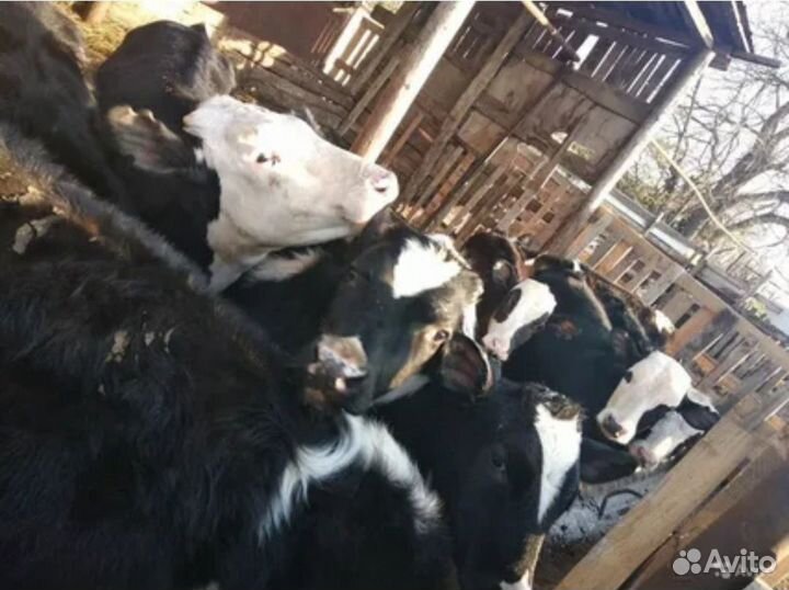 Бычки телята