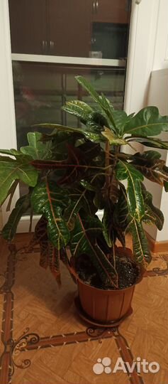 Комнатные цветы кротон