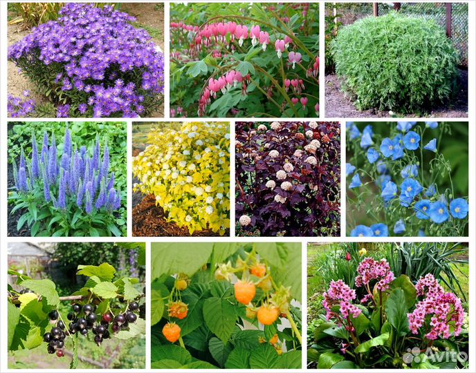 Многолетние декоративные кусты и цветы цены от