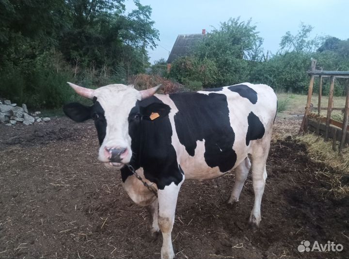 Быки на мясо