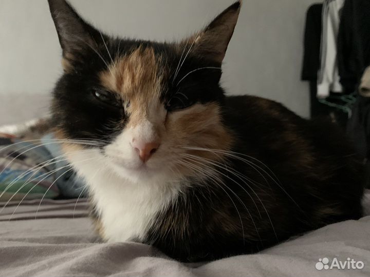 Кошка в дар
