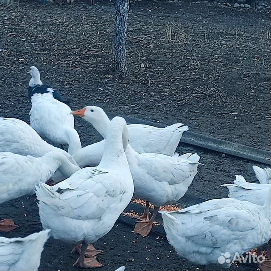 Гуси домашние