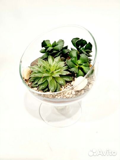 Цветы во флорариуме