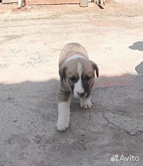 Щенок мальчик