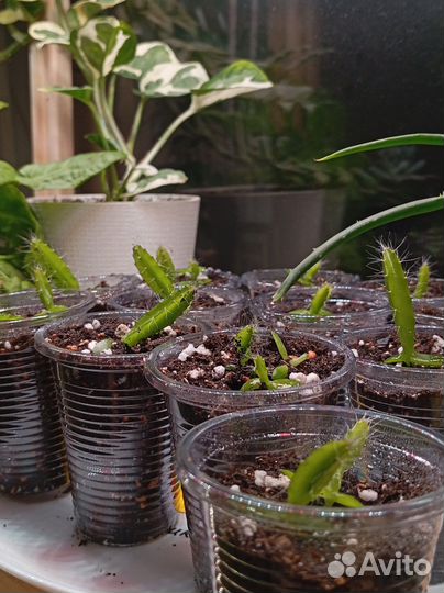 Питахайя (драконий фрукт)