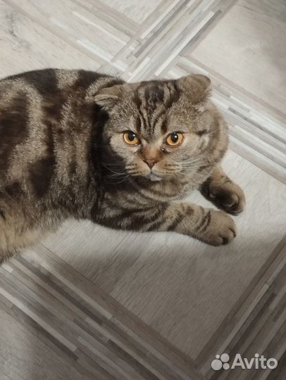 Кошка в дар