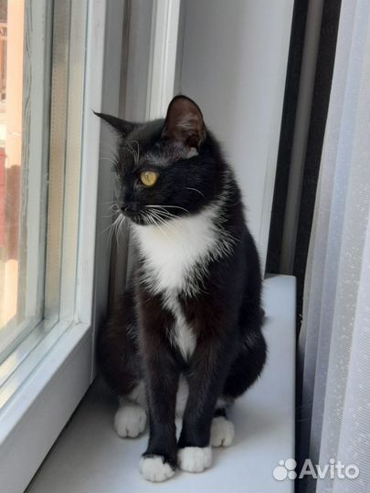 Отдам черную кошечку