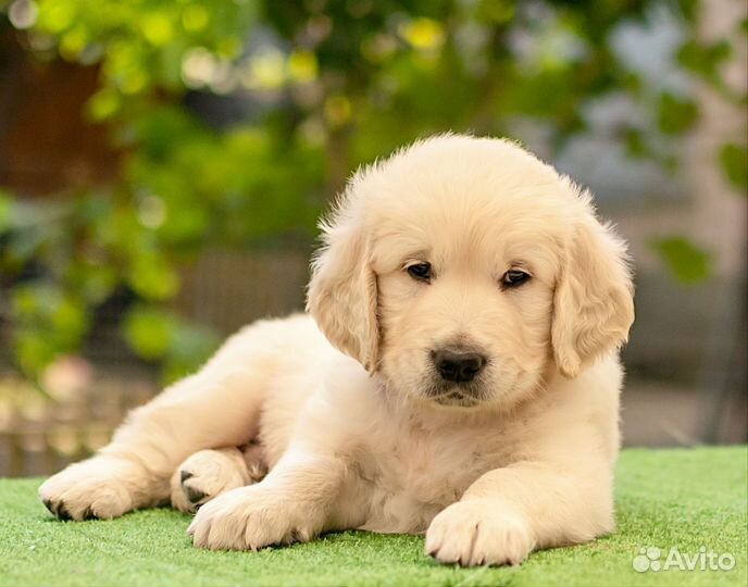 Алиментный щенок